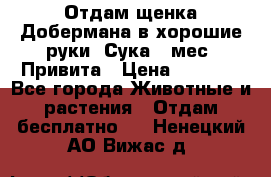 Отдам щенка Добермана в хорошие руки. Сука 5 мес. Привита › Цена ­ 5 000 - Все города Животные и растения » Отдам бесплатно   . Ненецкий АО,Вижас д.